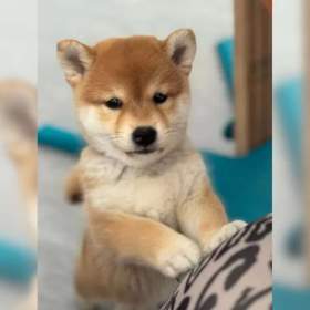 Foto inzerátu Kupte si štěňata plemene Shiba-inu.