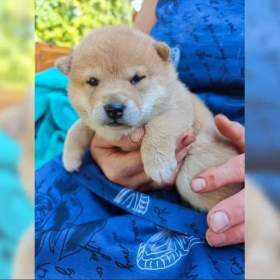 Foto inzerátu Kupte si štěňata plemene Shiba-inu.
