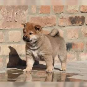 Foto inzerátu Kupte si štěňata plemene Shiba-inu.
