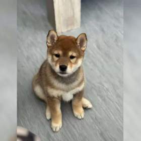 Foto inzerátu Kupte si štěňata plemene Shiba-inu.