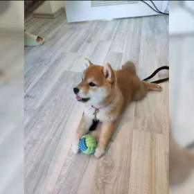 Foto inzerátu Kupte si štěňata plemene Shiba-inu.