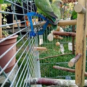 Foto inzerátu papoušík růžovohrdlý (Agapornis roseicollis)