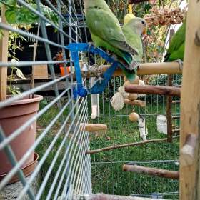 Foto inzerátu papoušík růžovohrdlý (Agapornis roseicollis)