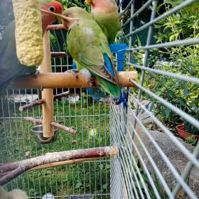 Foto inzerátu papoušík růžovohrdlý (Agapornis roseicollis)