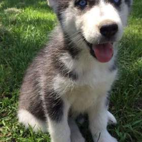 Foto inzerátu Sibiřský husky štěňátka