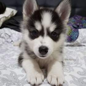 Foto inzerátu Sibiřský husky štěňátka