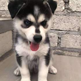 Foto inzerátu Sibiřský husky štěňátka