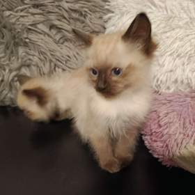 Foto inzerátu Ragdoll koťátka