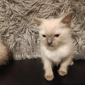 Foto inzerátu Ragdoll koťátka