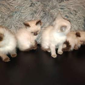 Foto inzerátu Ragdoll koťátka