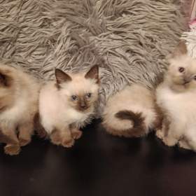 Foto inzerátu Ragdoll koťátka