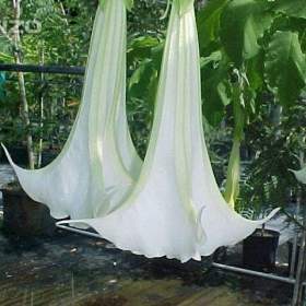 Foto inzerátu Řízek Brugmansia Arborea - Andělská trumpeta