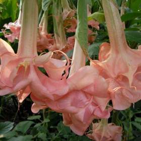 Fotka k inzerátu Řízek Brugmansia Daydreams -  Andělská trumpeta / 19964201