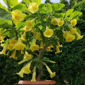 Fotka k inzerátu Řízek Brugmansia Goldface -  Andělská trumpeta / 19964201