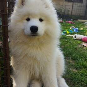 Fotka k inzerátu Samojed -  štěňátka s PP  / 19964288