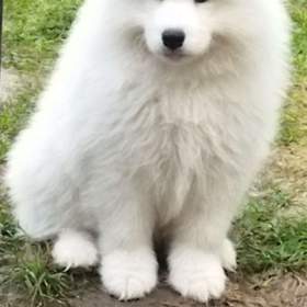 Foto inzerátu Samojed - štěňátka s PP