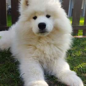 Foto inzerátu Samojed - štěňátka s PP