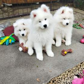 Foto inzerátu Samojed - štěňátka s PP