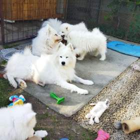 Foto inzerátu Samojed - štěňátka s PP