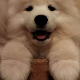 Foto inzerátu Samojed - štěňátka s PP
