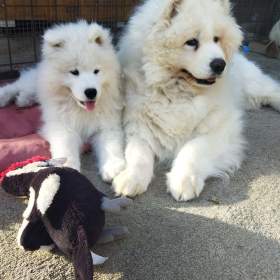 Foto inzerátu Samojed - štěňátka s PP
