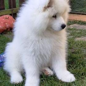 Foto inzerátu Samojed - štěňátka s PP