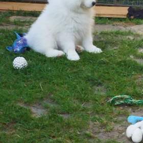 Foto inzerátu Samojed - štěňátka s PP