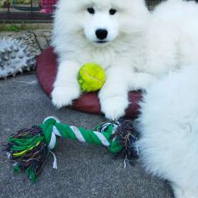 Foto inzerátu Samojed - štěňátka s PP