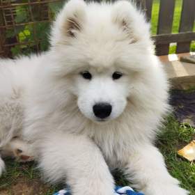 Foto inzerátu Samojed - štěňátka s PP