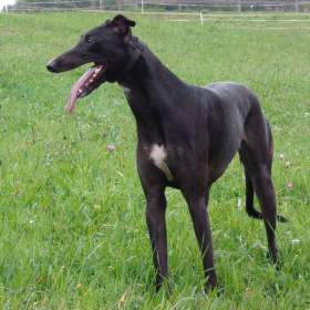 Foto inzerátu Anglický chrt /Greyhound/ - štěňata s PP