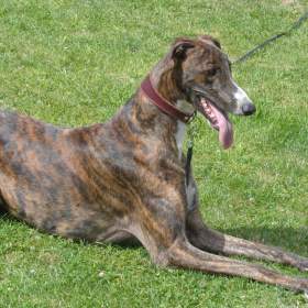 Foto inzerátu Anglický chrt /Greyhound/ - štěňata s PP