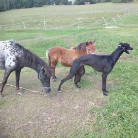 Foto inzerátu Anglický chrt /Greyhound/ - štěňata s PP