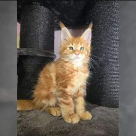 Foto inzerátu Mainská mývalí koťátka hledají milující domov 🐾