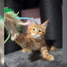 Foto inzerátu Mainská mývalí koťátka hledají milující domov 🐾