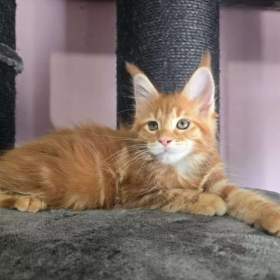 Foto inzerátu Mainská mývalí koťátka hledají milující domov 🐾