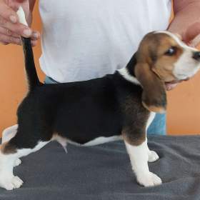 Foto inzerátu Bígl (též beagle) štěňata s PP