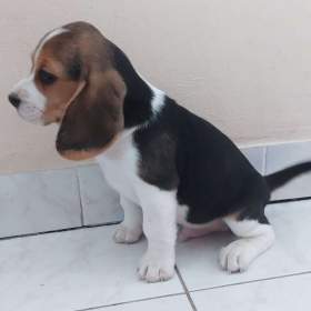 Foto inzerátu Bígl (též beagle) štěňata s PP