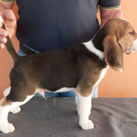 Foto inzerátu Bígl (též beagle) štěňata s PP