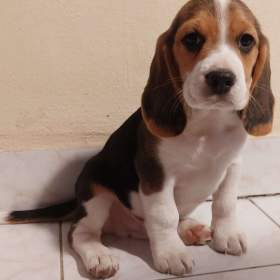 Fotka k inzerátu Bígl (též beagle) štěňata s PP / 19965931