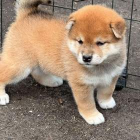 Fotka k inzerátu Prodám shiba inu s PP / 19965948