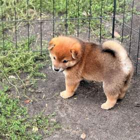 Foto inzerátu Prodám shiba inu s PP