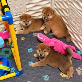 Foto inzerátu Prodám shiba inu s PP
