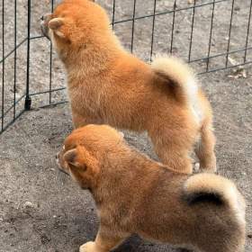 Foto inzerátu Prodám shiba inu s PP