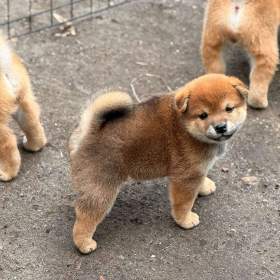 Foto inzerátu Prodám shiba inu s PP