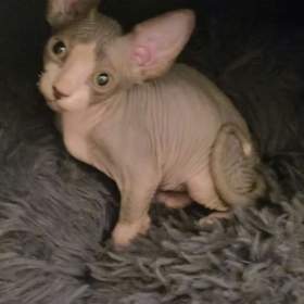 Foto inzerátu Koťata Sphynx