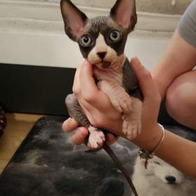 Foto inzerátu Koťata Sphynx