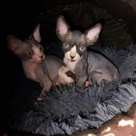 Foto inzerátu Koťata Sphynx