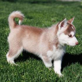 Foto inzerátu sibiřský husky štěňata na prodej