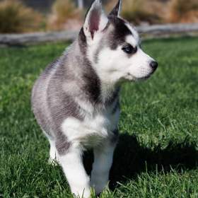 Foto inzerátu sibiřský husky štěňata na prodej