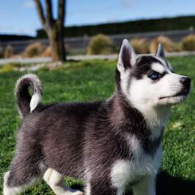 Foto inzerátu sibiřský husky štěňata na prodej
